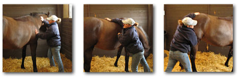 pictures of equine massage